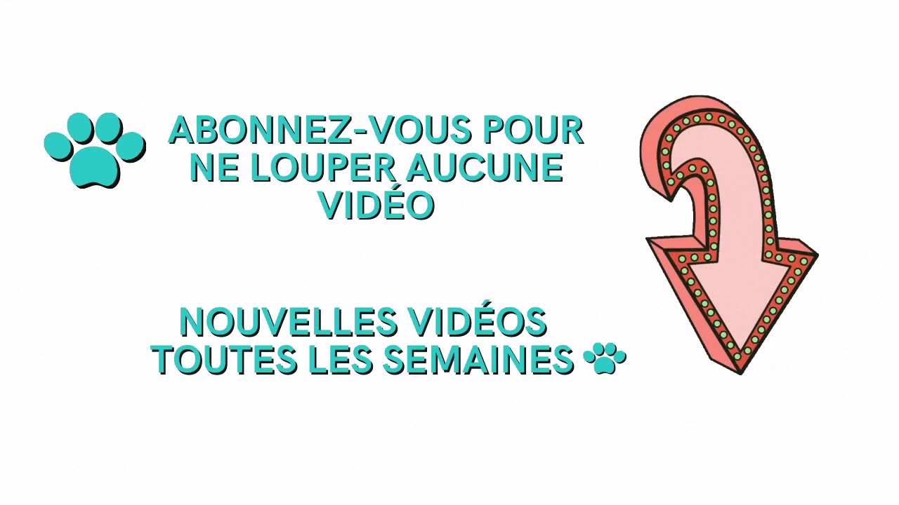Chiots et chiens Trop mignons