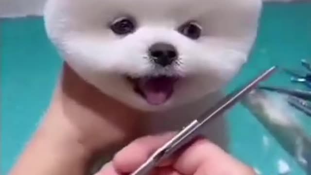 Cutest puppy video ever!!!