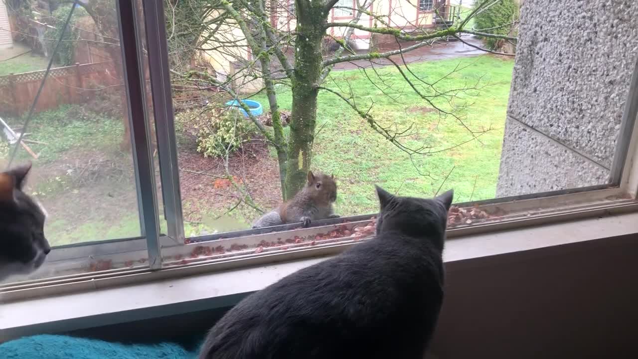 My cats and squirrels 🐿