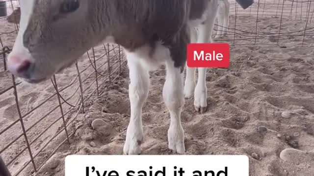 Reply to @trashrexed male dairy calves are typically