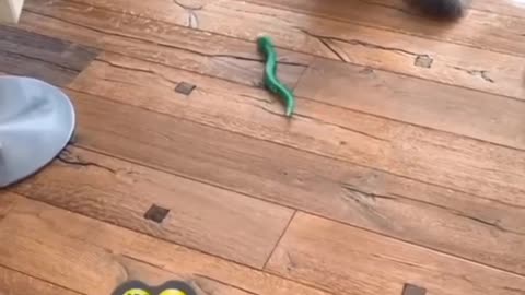 Cute cat 🐈 funny 🤣