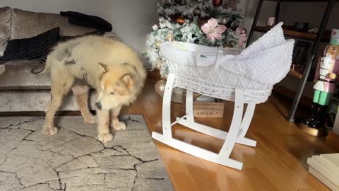 Curious Dog And Cat Bond With Newborn Baby! He Rocks Him To Sleep! (Cutest Ever!!)