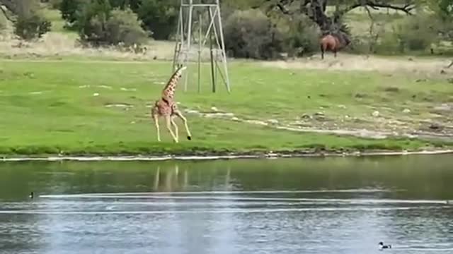 Giraffe Dance!