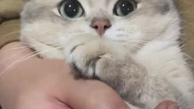 Cat afraid of cutting nails so cute.