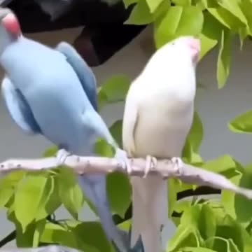 "The Hilarious Adventures of Kitty and the Birds: A Cat's Perspective!"