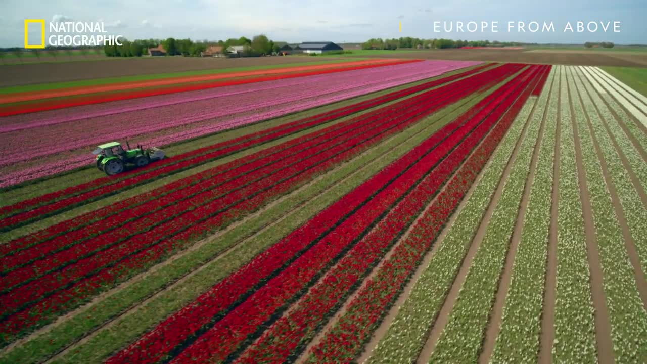 Tulip Farm Timelapse in Netherlands _ Europe From Above _ National Geographic UK