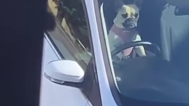 Dog in Driver’s Seat of Parked Car And Honks Repeatedly While Owner Went to Run Errands