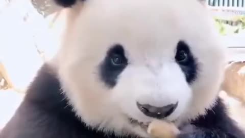 Cute panda eating sugarcane I guess🥰🤣😊😂😁😄