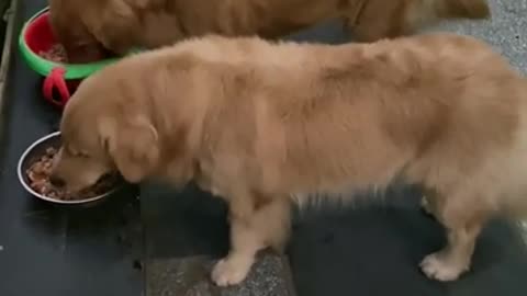 Cute puppy