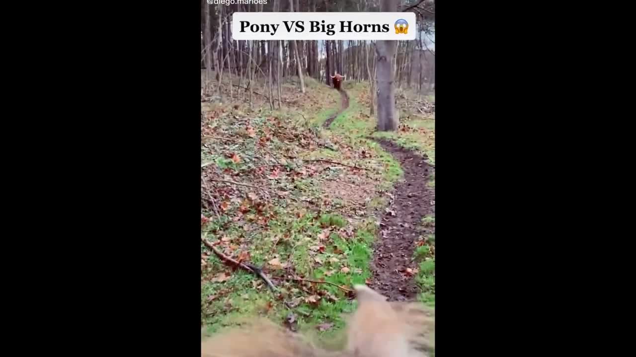 The Best HORSE TikTok Compilation 2022