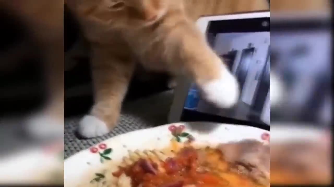 Baby cats _ Cute and funny cats 😍