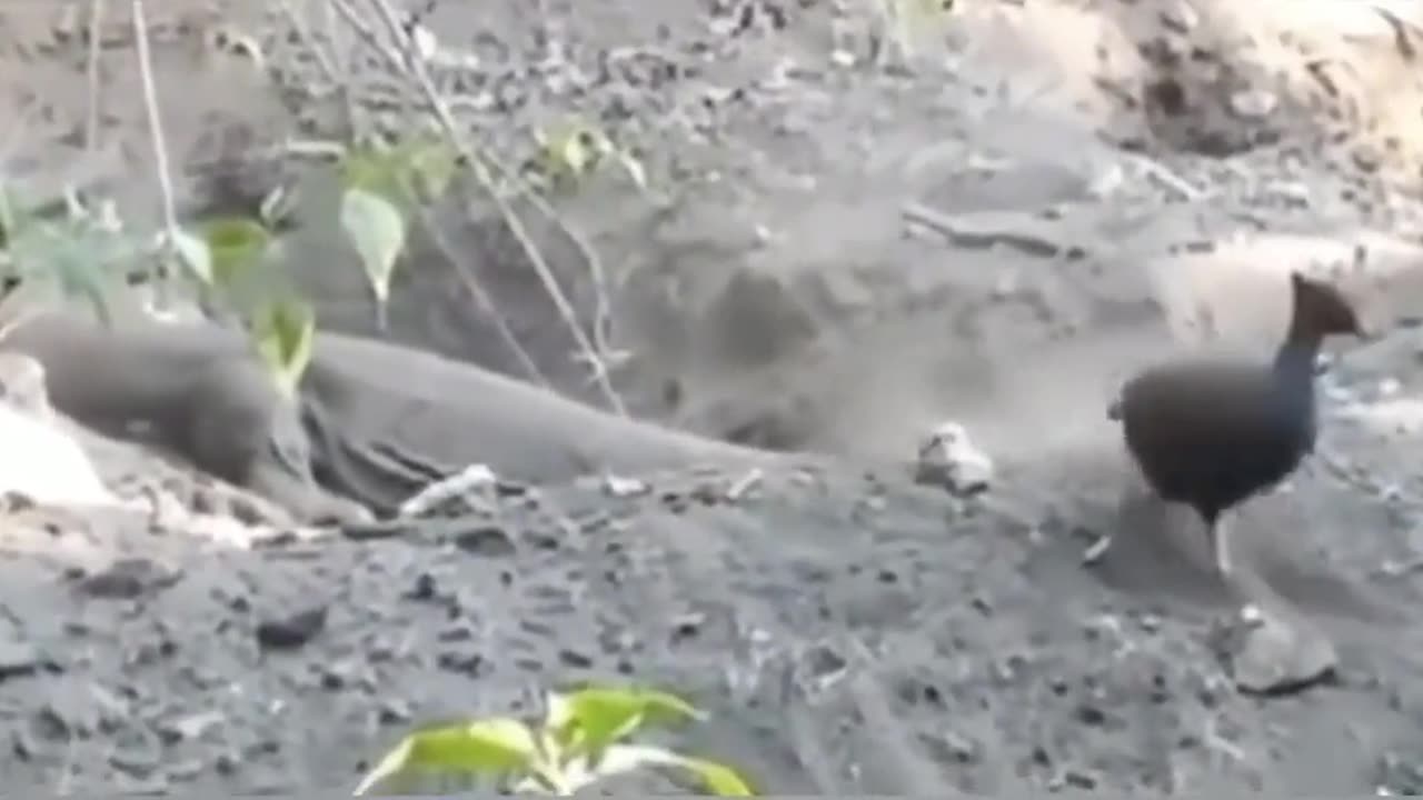 strange animal