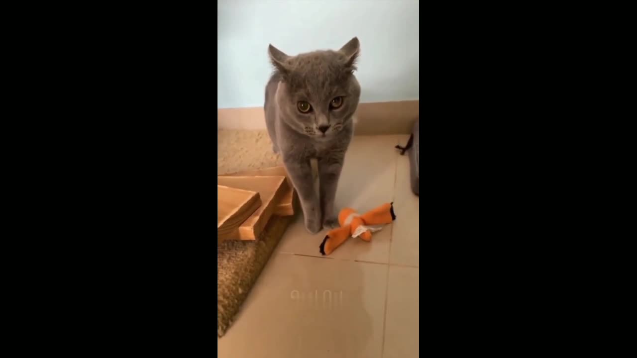 Funny cats video 😻😻😻😻🐱🐱🐱🐱🐱