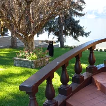 Looks Like This Bear Was Ready To Attack Me!