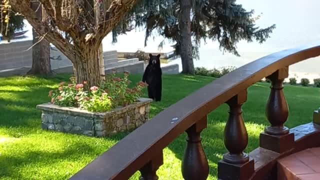Looks Like This Bear Was Ready To Attack Me!