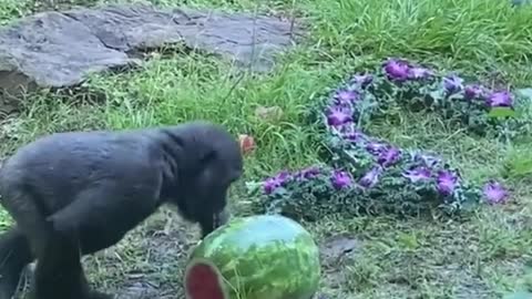 Can the orangutan handle such a big watermelon