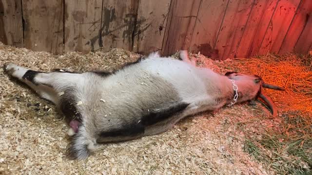 Goat Karma in Pushing in Labor 03.2022