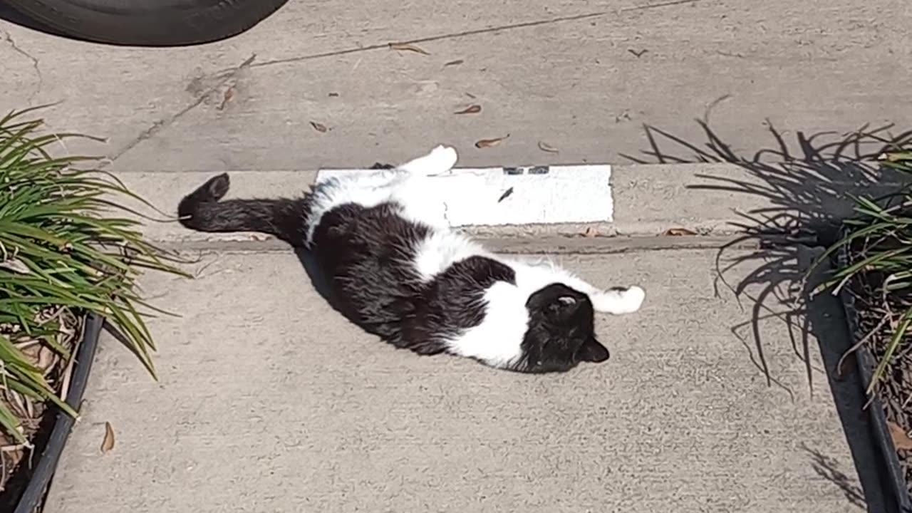 Rolling Oreo