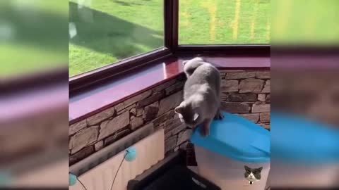 Cute cat video (37), cute and funny kitty, funny cat