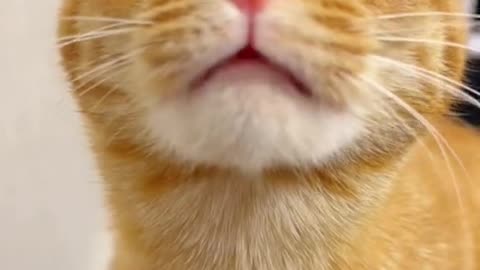 The cat starts reciting spells.