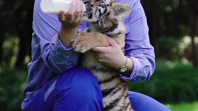The animals learned that fighting was bad, especially bad