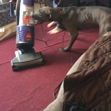 Dog attacks vacuum