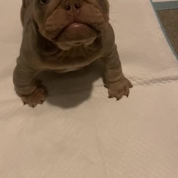 beautiful bulldog puppy
