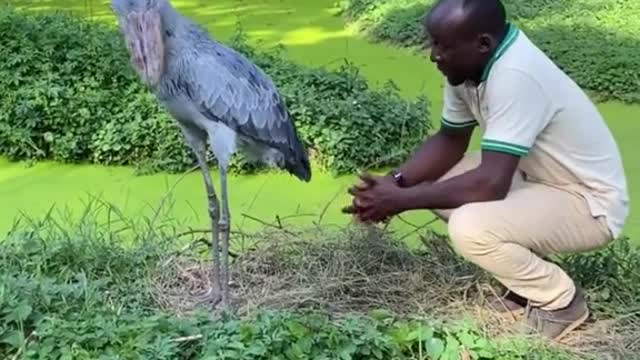 bird looks 4.8 million years old