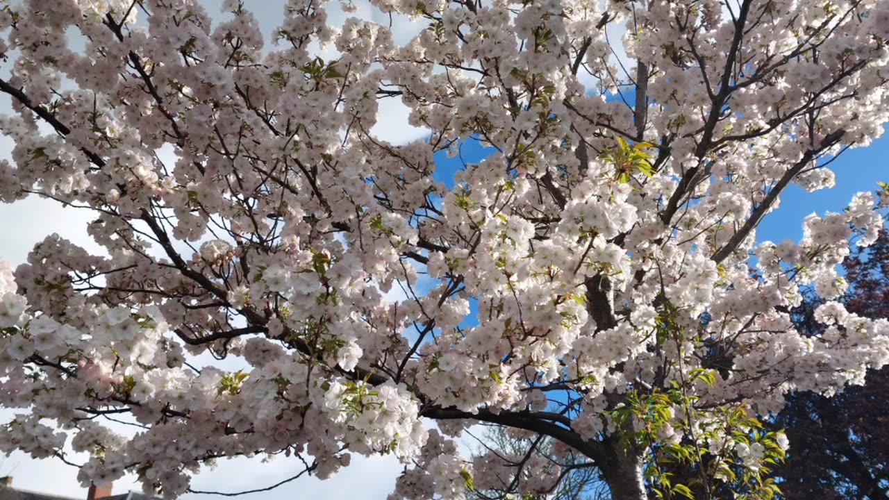 Cherry Blossom in uk.