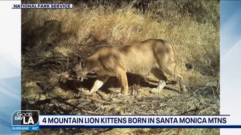 4 mountain lion kittens born in Santa Monica Mountains