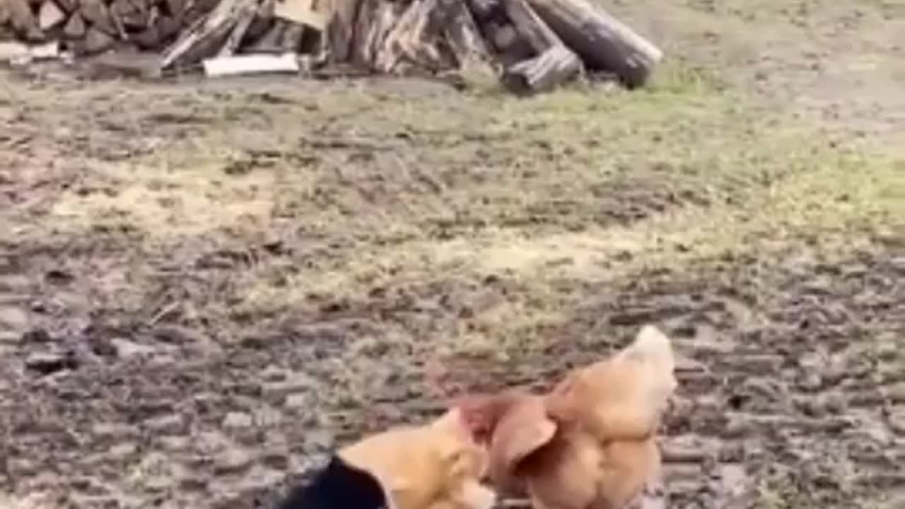 Watch chickens defend each other against a cat.