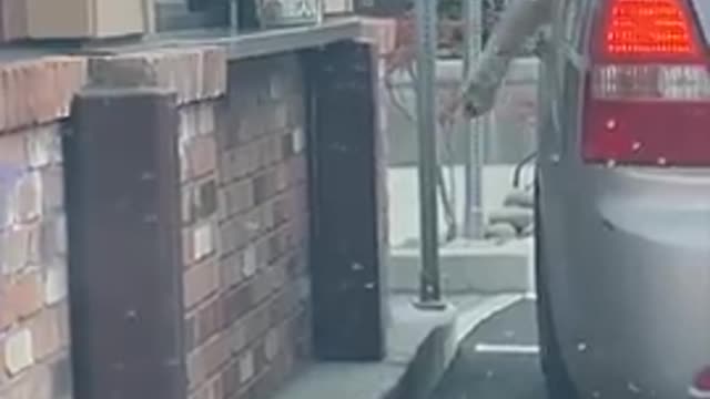 😄Super Funny Dog Videos #4 | Chihuahua TV😂
