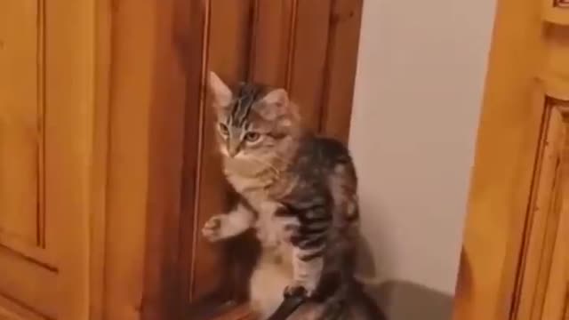 Funny cats - Cats never fail to make you laugh