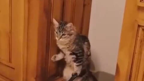 Funny cats - Cats never fail to make you laugh