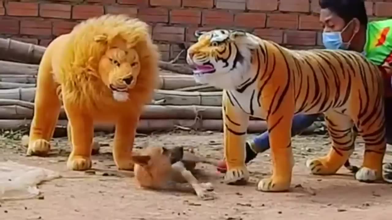 Troll Prank Dog , fake Lion and fake Tiger, Prank to dog