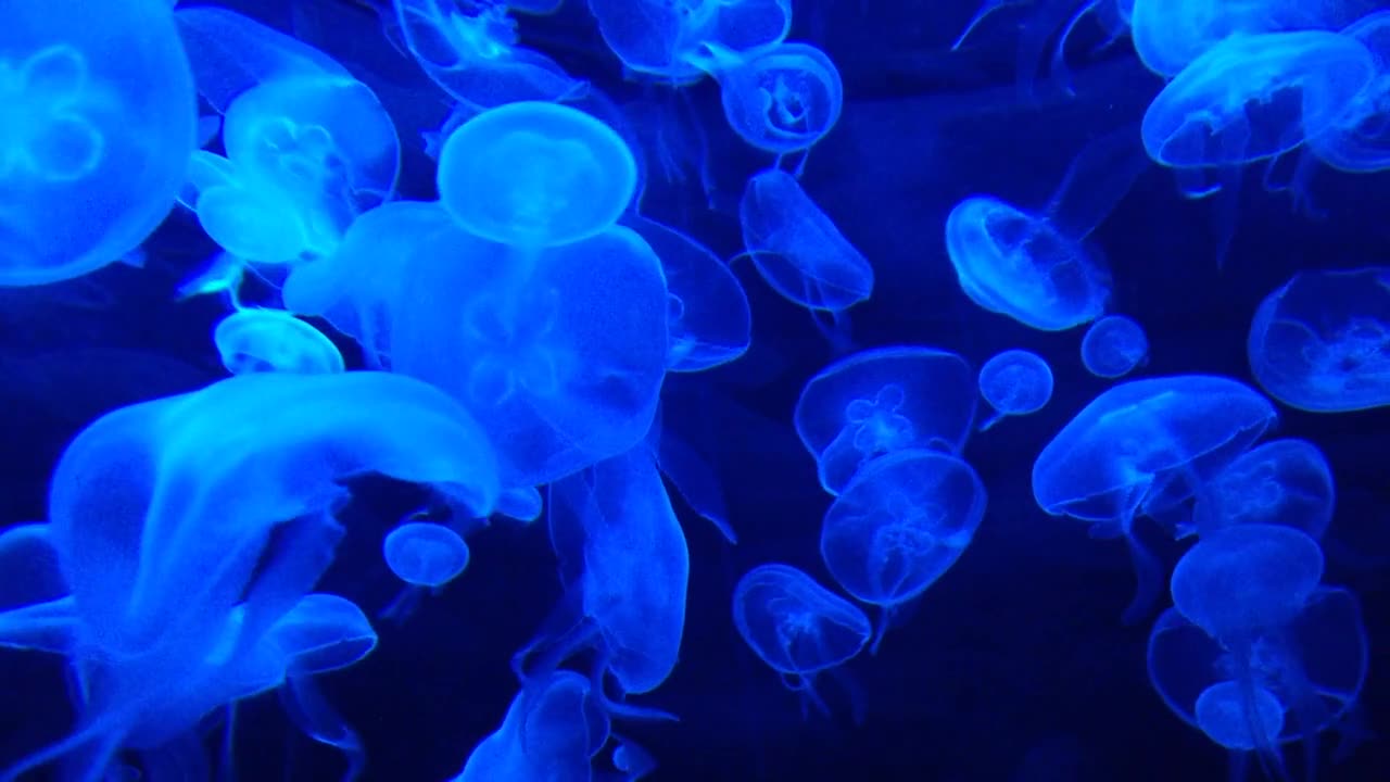 Gelly fish