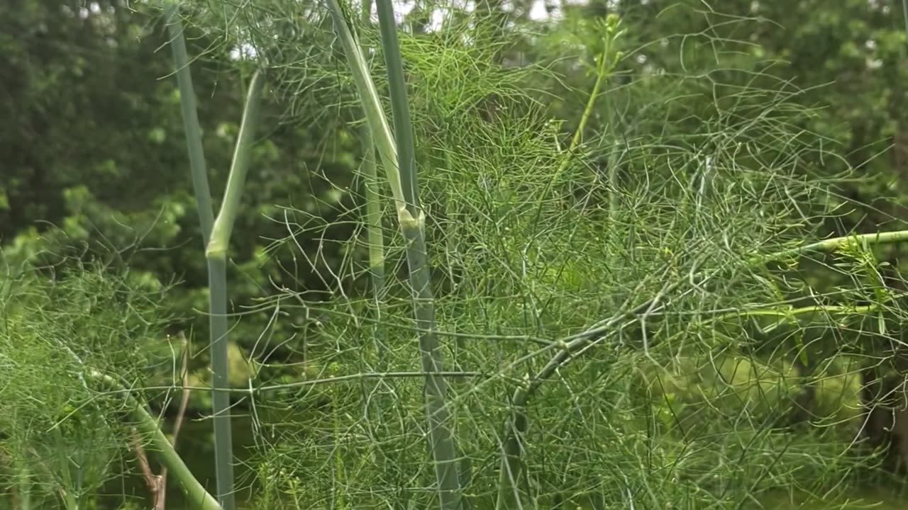 Fennel Around Friends Out