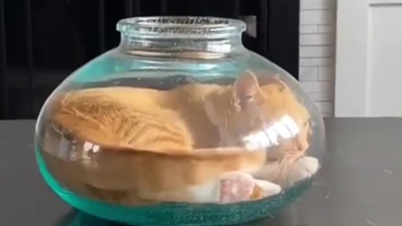The Cat Enters The Tight Jar And Sits in it #shorts #viral #shortsvideo #video