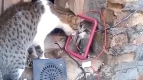 Funny animals 2023😆 - Funniest Cats and Dogs Video🐕🐈195