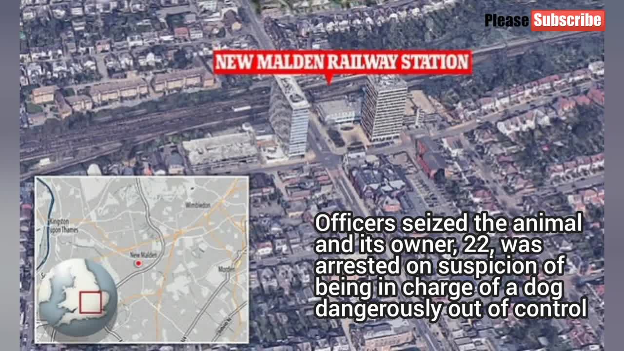 Moment a dog attack a man in South London railway station Animals Attack