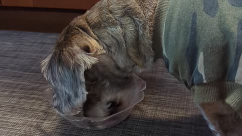 Chewy, my dog is eating his dinner