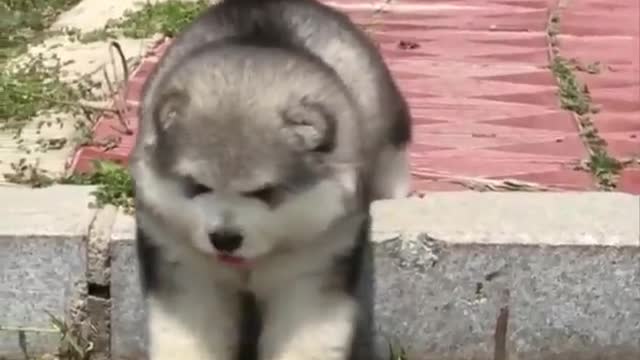 Cute baby animals Videos Compilation cutest moment of the animals - Cutest Puppies