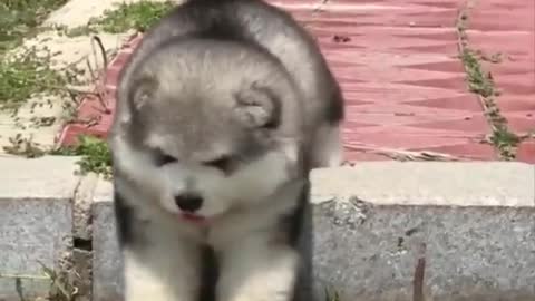 Cute baby animals Videos Compilation cutest moment of the animals - Cutest Puppies