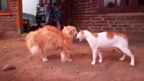Fighting two cute baby cats.#cat