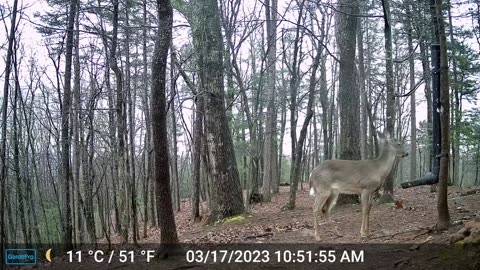 The Woods – 03/18/2023