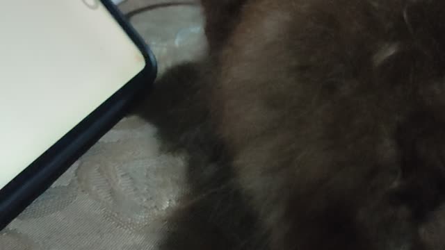 Cat playing cell phone