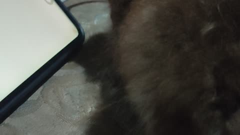 Cat playing cell phone