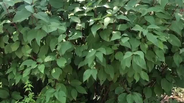 green plants growing in the sun