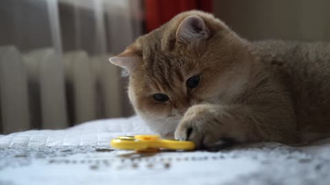 Fidget spinner & Hosico