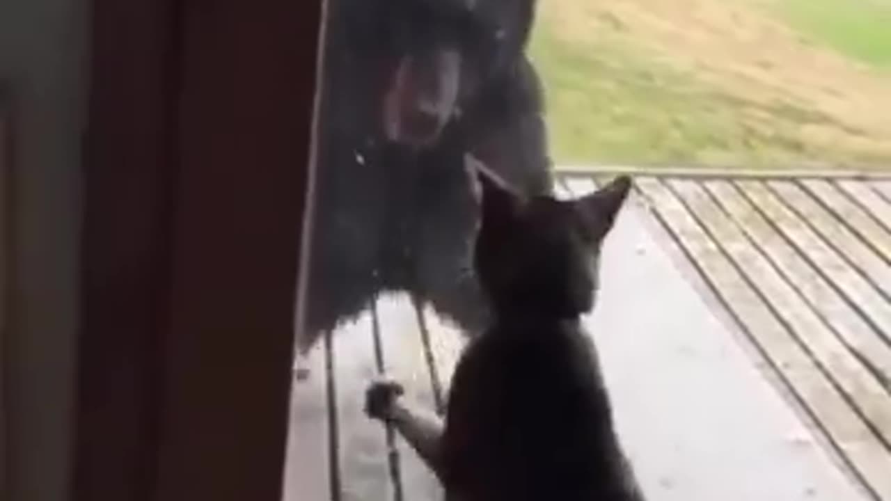 Cat vs bear